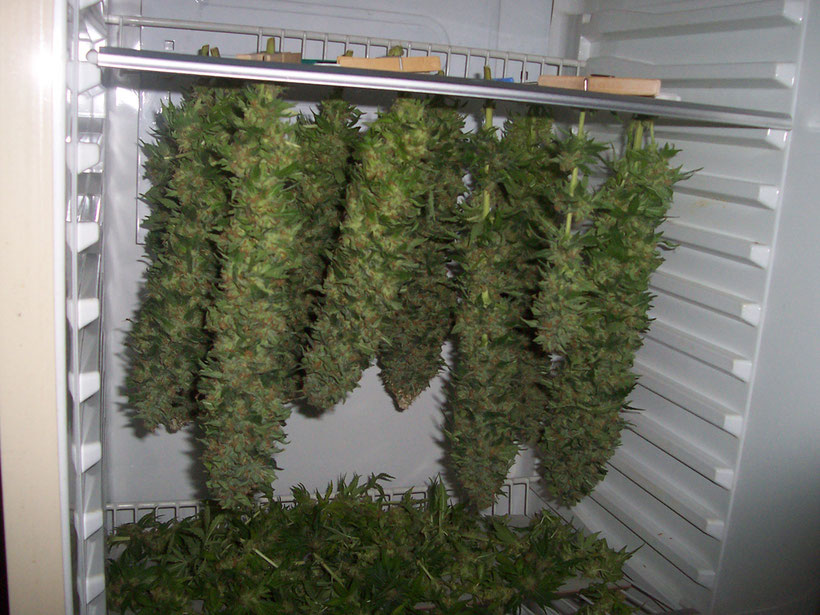 Семена конопли и оборудование выход марихуаны с куста