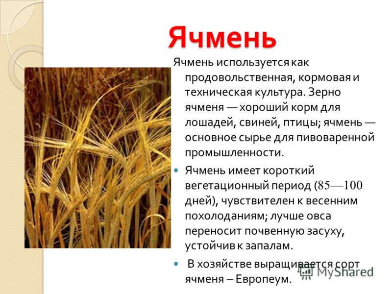 Описание зерновых культур фото и описание