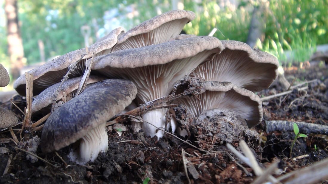 king oyster mushrooms growing indoors