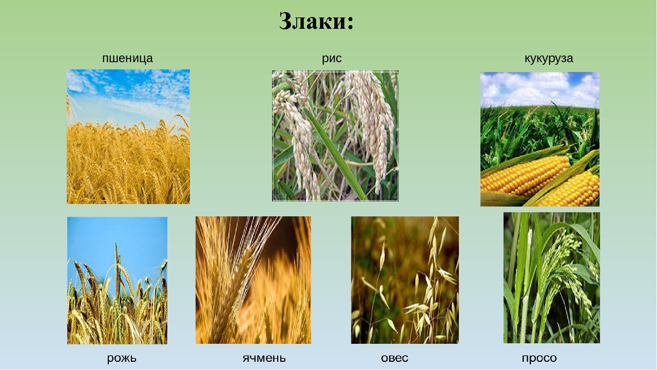 Картинка рожь и пшеница в сравнении для детей