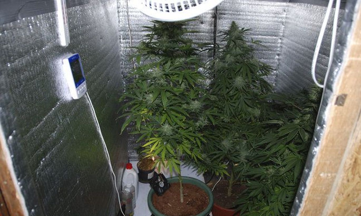 Выращивания конопли домашних условиях как вывести с организма марихуану