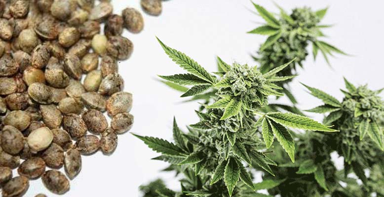 семена марихуаны прут