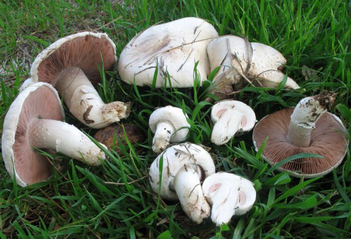 выращивание грибов шампиньонов как бизнес