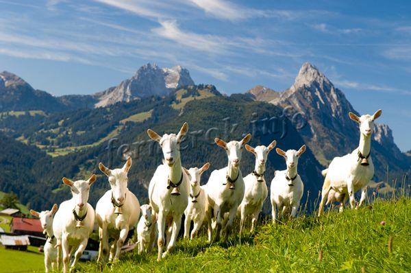 Молодому бизнесмену необходимо попрактиковаться на разведении 10 коз