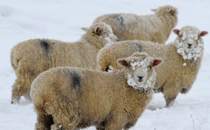 Содержание овец в зимний период