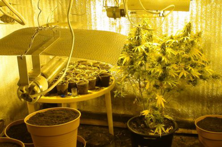 Все о выращивание конопли на дому марихуана и ее вред