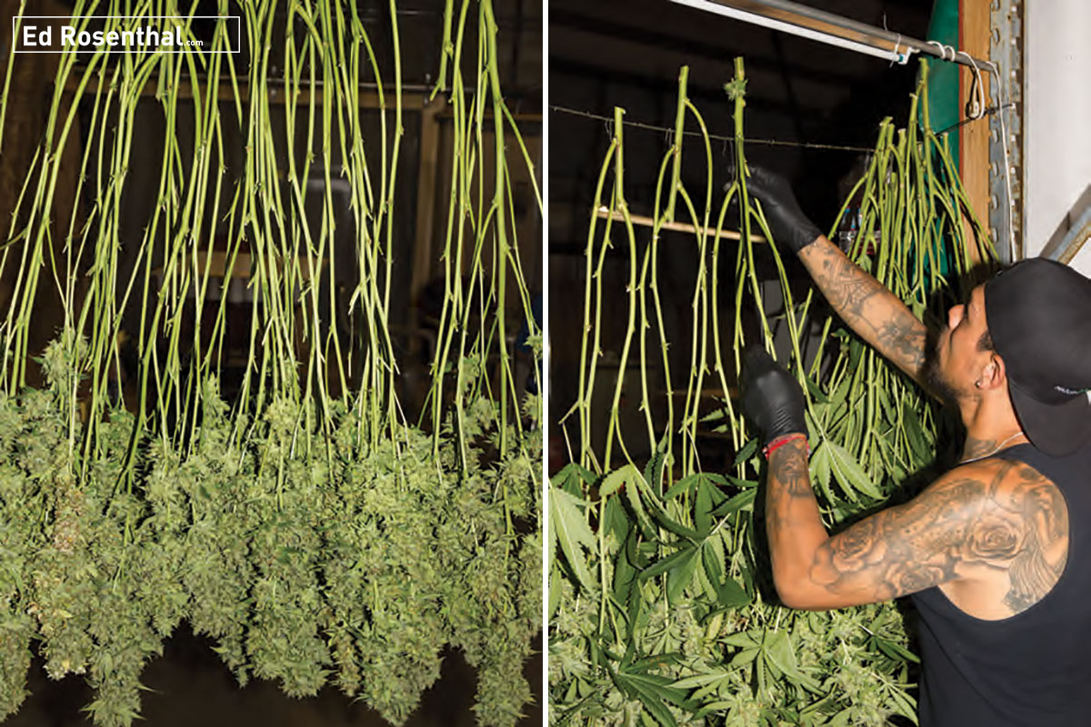 Посадка и выращивания конопли определить курильщика марихуаны
