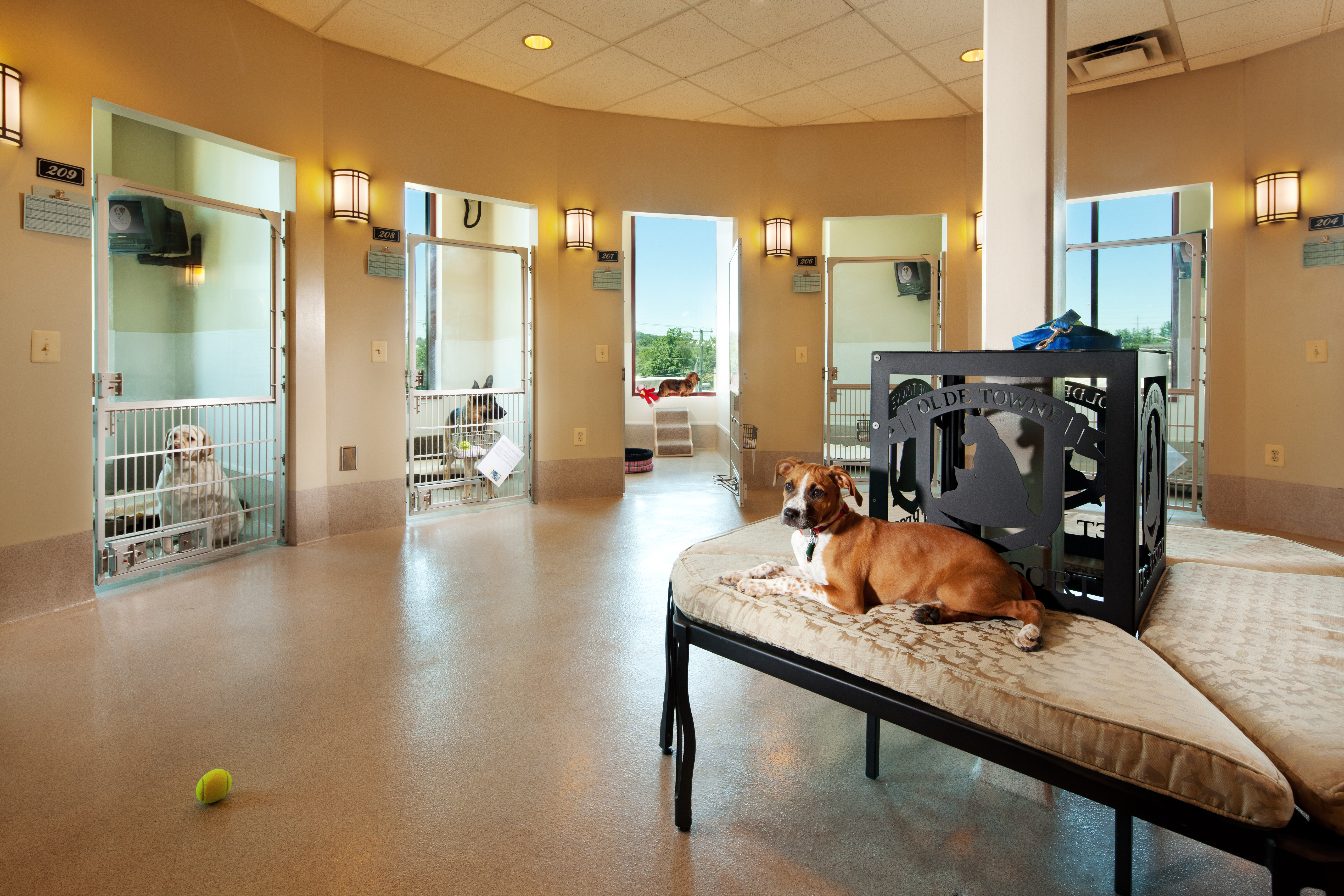The petting room. Сэр пес гостиница для собак. Обушково гостиница для собак. Отель для животных. Интерьер приюта для животных.