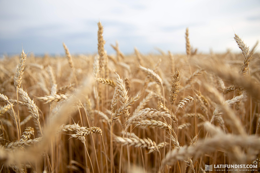 Wheat crops in Ukraine