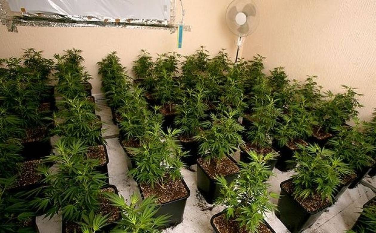 как выращивать марихуану в домашних у
