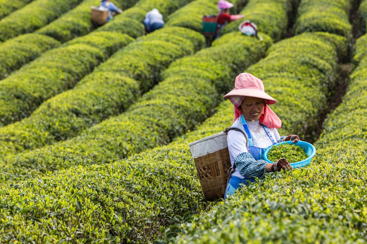 Сбор китайского чая. Чайные плантации в Китае. Чайна плинтации в Китае. Лунцзин плантации. Плантации чая в Китае.