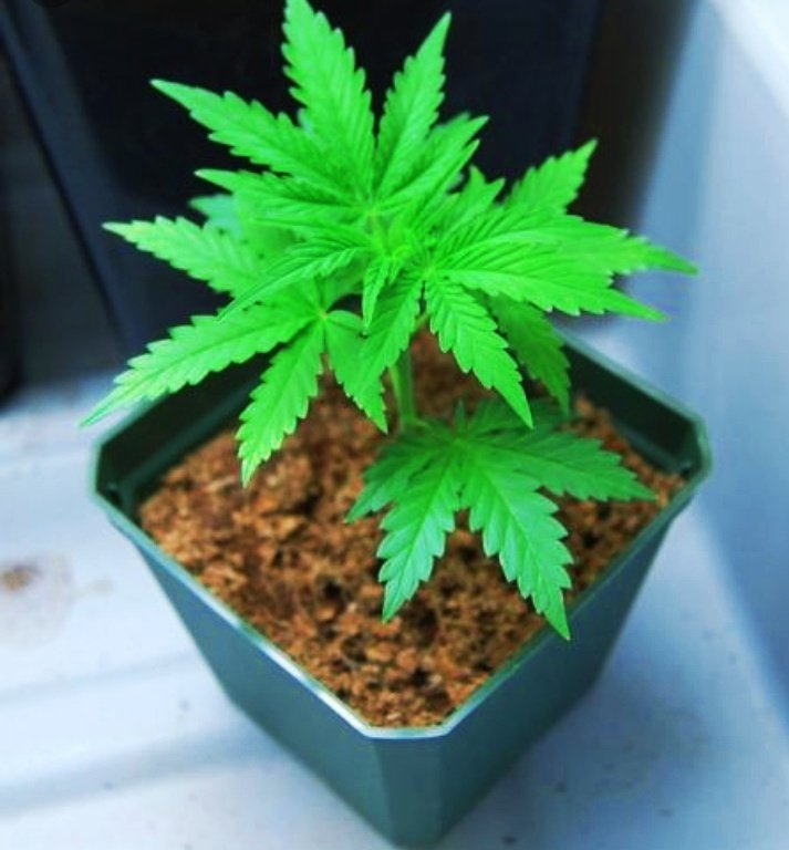 Как вырастить маленький куст конопли марихуана смотреть на ютубе