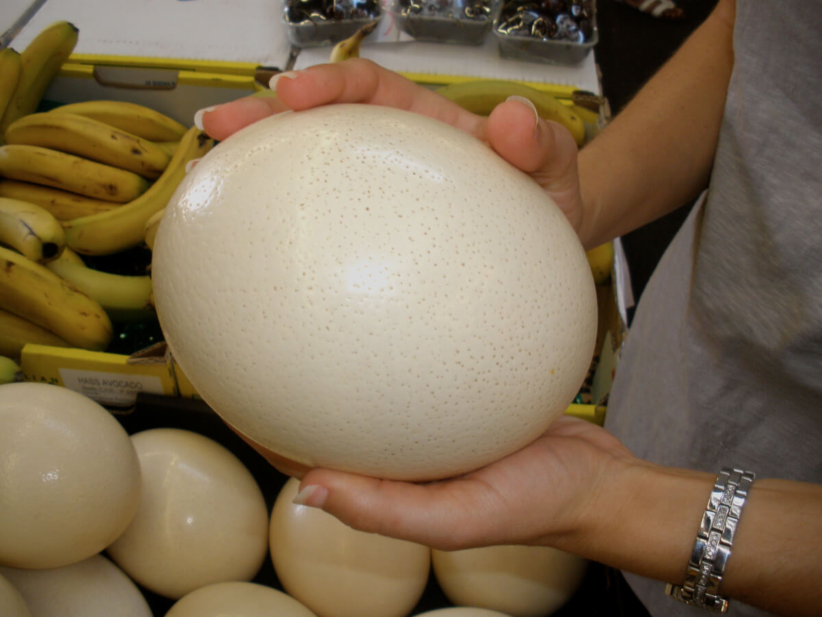 Размер и питательность яиц