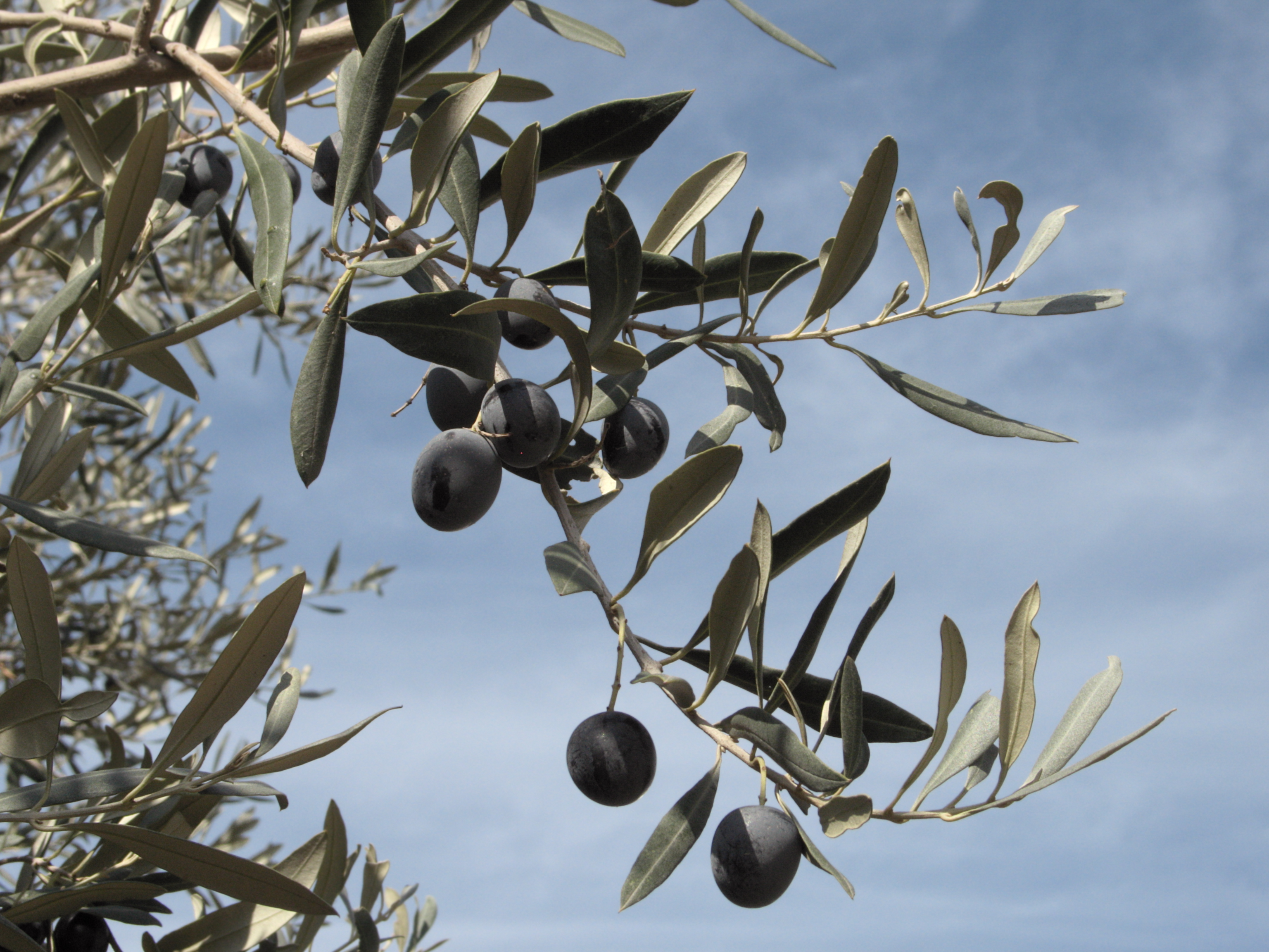 Серебряные кусты дикой маслины окруженные. Ветка оливы Греция. Маслины (или каперсы). Олива европейская в Греции дерево. Оливковое дерево (по-хорватски "маслина")..