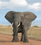 http://upload.wikimedia.org/wikipedia/commons/thumb/3/37/African_Bush_Elephant.jpg/265px-African_Bush_Elephant.jpg