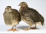 quail raising