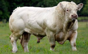 Корова мясной породы