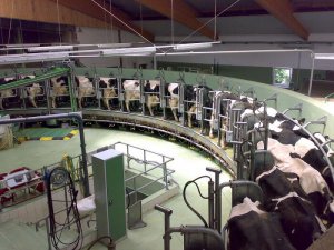 Современная молочная ферма