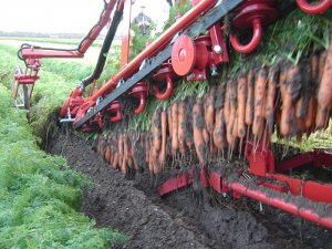 Выкопка моркови